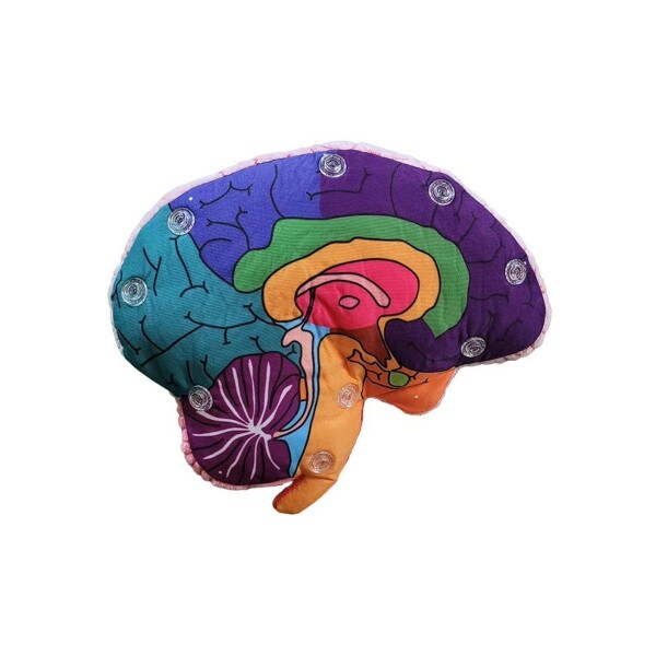 Brain Model Plush